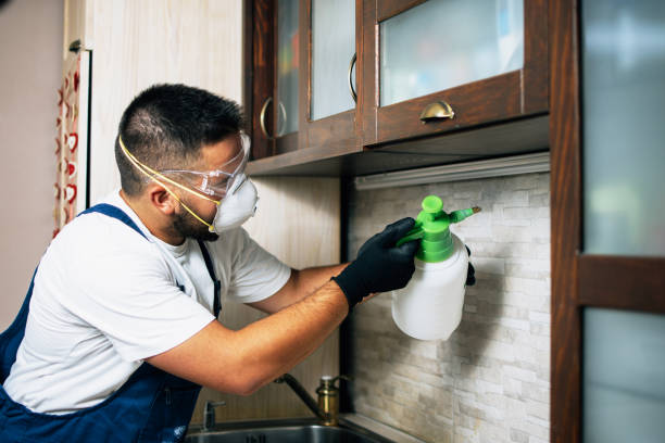 Best Termite Control Services  in White Hall, IL